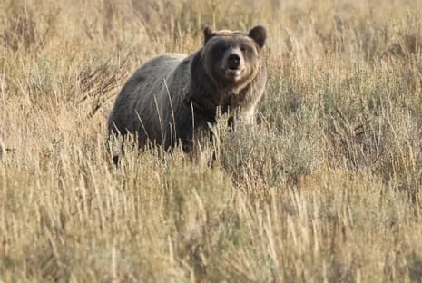 Trail Walker Assaulted by Wild Animal in Yellowstone Transported to Hospital