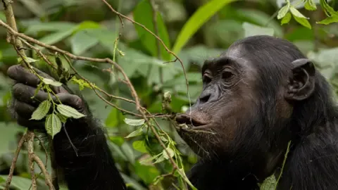 Wild Chimps Consuming a Daily Dose of One Lager Daily from Ripe Fruit, Study Finds