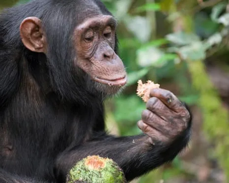 Apes Consume Everyday Ethanol Equivalent to a Beer from Fermented Fruit